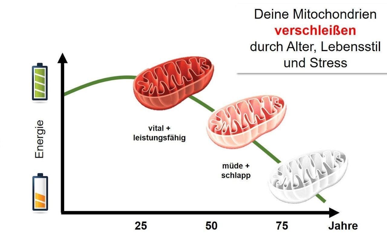 Diagramm zur Mitochondrienalterung